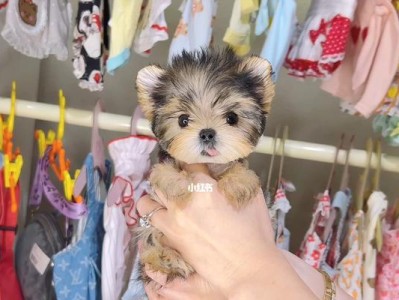 如何正确喂养刚回家的约克夏幼犬（宠物狗的健康从饮食开始）