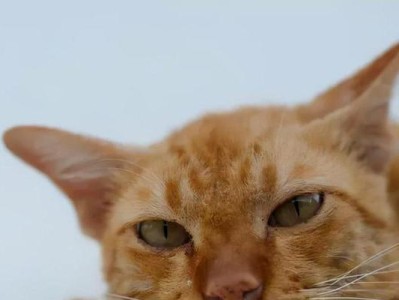 猫咪耳外炎的预防和治疗（揭秘猫咪耳炎的传染性及预防措施）