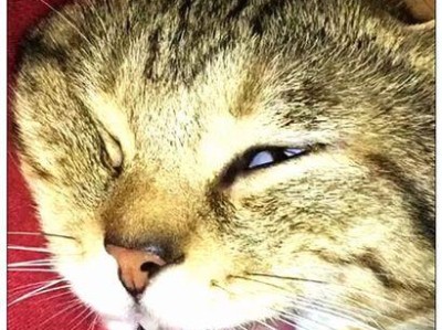 猫咪眼球抖动的奥秘（探究猫咪眼球左右抖动的原因与意义）