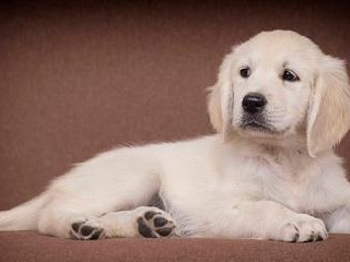 如何科学饲养博伊金猎犬（养犬家必看，科学的博伊金猎犬饲养方法！）