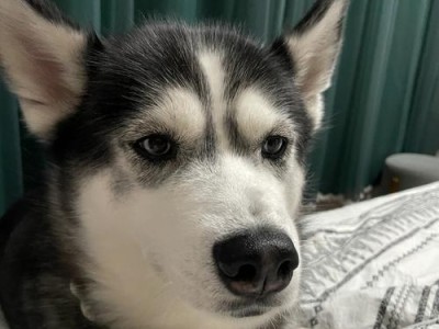 如何正确养护三个月左右的哈士奇毛质（初级哈士奇毛质护理指南，轻松打造优美毛发）