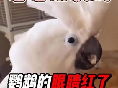 眼睛突然红了，原因何在？（探究眼睛突然变红的原因及应对方法）