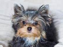 约克夏犬的优缺点（选择一只适合自己的约克夏犬，让它成为你的忠诚伴侣）