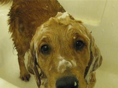 初学者必知（如何正确给宠物狗洗澡，避免意外伤害？）