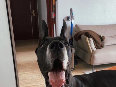 大丹犬（一只爱宠与你分享）