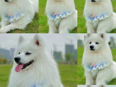 两个月大的银狐犬应该吃什么？（幼犬饮食需注意的关键因素与建议）