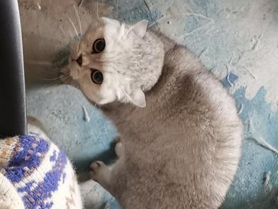 为什么猫咪老是吓唬主人？