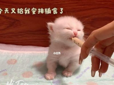 小猫喝奶呛住了怎么办？解决办法大全！（宠物养护知识分享，教你救助小猫呛住的情况）