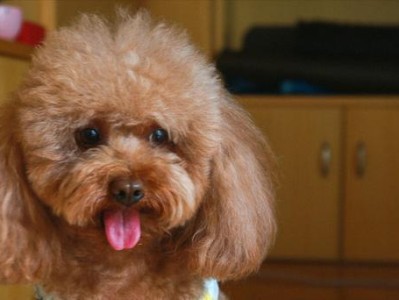 喂养泰迪的方法和技巧（打造健康可爱的小熊犬生活）