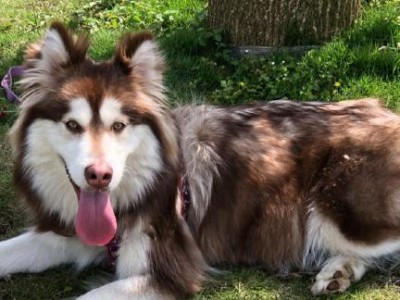 如何解决阿拉斯加犬频繁掉皮屑的问题（探究阿拉斯加犬掉皮屑的原因以及有效的预防和治疗方法）