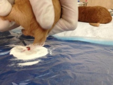 贵宾犬是否需要断尾？（探讨贵宾犬断尾的好处与争议）