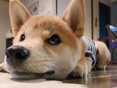 狗狗讨厌的行为，你是否犯了这些错误？（以宠物为主，让我们一起探讨这些被狗狗厌恶的行为）