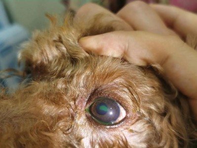 狗为何睁着眼睛睡觉？（探究狗睁眼睡觉的原因及意义）