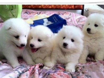萨摩耶犬染毛色技巧揭秘（宠物美容大行动，给爱犬上色不再难）