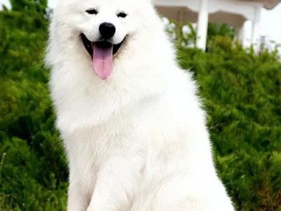 萨摩耶犬的价格（了解萨摩耶犬的市场价格及相关因素）