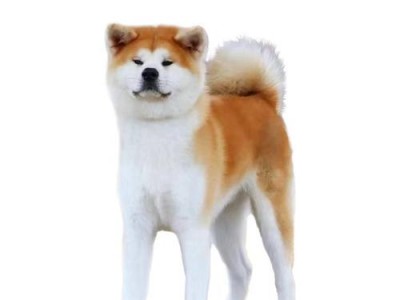 如何挑选健康纯种的秋田犬（从外观特征到健康检查，一步步帮您选择理想的宠物犬）