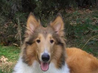 如何为苏格兰牧羊犬选择适合的食物（苏格兰牧羊犬的饮食需求和喜好分析）