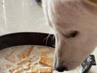土狗如何合理饮食以保持健康成长（未满月的土狗饮食需求及注意事项）