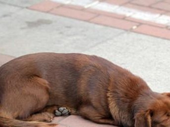 拉布拉多犬的体臭问题（如何解决拉布拉多犬的体臭问题）