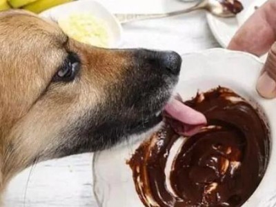 狗狗食道划伤的症状与处理方法（了解食道划伤，保护狗狗健康）