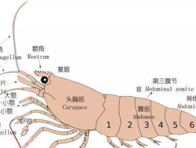 如何科学饲养巢鼠（巢鼠养殖的技巧与注意事项）