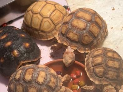 红腿幼龟的饮食习性及营养需求（探究红腿幼龟的饮食类型、食物喜好与健康成长关系）