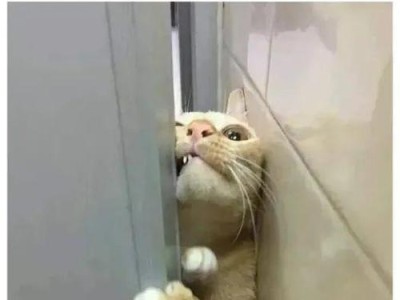 猫的目光如何表达情感？（探索猫咪看着你叫的奥秘）