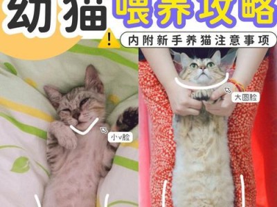幼猫的营养需求（幼猫饮食指南，了解关键营养，呵护小猫成长）