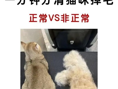 如何选择不掉毛的猫咪？（养宠爱猫族，无忧无毛问题）