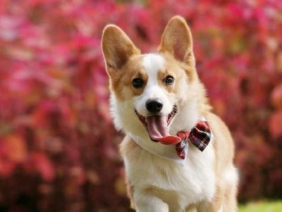 爱宠指南（柯基犬日常饲养的注意事项及方法）