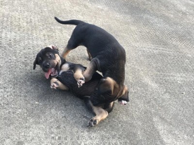 中华田园犬的饲养指南（做好这15点，让你的犬儒更健康快乐）