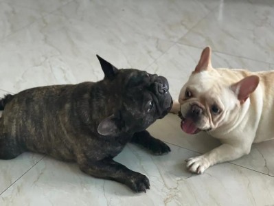 法国斗牛犬的市场价格及正确饲养方法（了解法斗犬的价格区间及如何做好饲养工作）