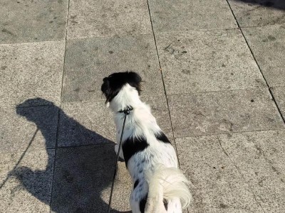 狗狗为何喜欢坐人腿上（揭开狗狗坐人腿上的背后原因）