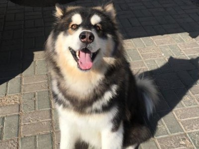 肉食不足，你的阿拉斯加犬可能面临的健康问题（用肉喂养阿拉斯加犬的危害及解决方法）