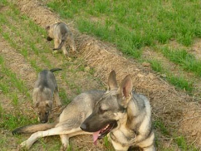 以狼青幼犬的喂养指南和注意事项（宠物主人必读的养成指南，）