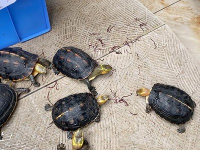 如何正确饲养鹰嘴泥龟（掌握这些关键技巧，让宠物龟健康成长）