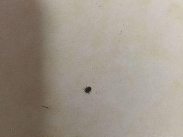 揭秘狗狗身上的微小虫子（了解这些害虫，保护我们的宠物）