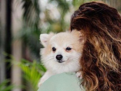 养比熊犬的花销有多高？（探究比熊犬饲养的费用及相关开销）