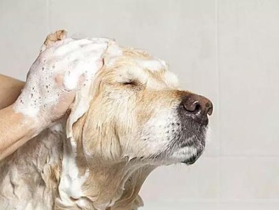 如何给贵宾犬洗澡？（一步一步教你让你的贵宾犬焕然一新）