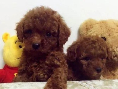 泰迪犬是如此受欢迎的原因（探索人们为什么喜欢养泰迪犬的原因）
