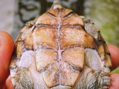 龟龟生长纹（揭秘龟类成长的生理过程与环境适应能力）