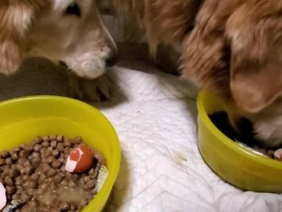 金毛幼犬的饮食需求及推荐饭食（了解金毛幼犬的饮食需求，为其提供健康的饭食）