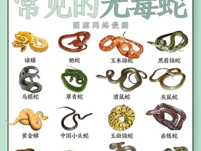 球蟒的成体期到底需要多久？（揭秘球蟒成体的生长周期，如何培养更健康的宠物蛇）