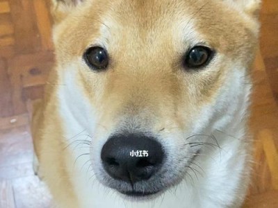 如何正确地养育幼犬？（小狗太小怎么办？以宠物为主的养育指南）