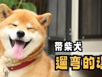 饲养金毛需避免的七大误区（如何正确地养金毛犬，避免常见错误）