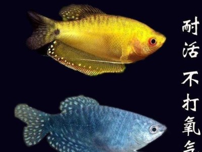 以蓝曼龙和水晶石斑鱼一起养的乐趣（打造水族箱里的绝美视觉盛宴）