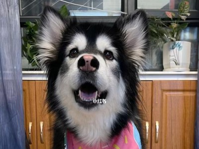 阿拉斯加犬幼犬的饮食之道（科学合理的饮食是幼犬健康的基础）