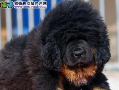 以藏獒驱虫，选择合适方法保护健康（探索以藏獒驱虫的最佳实践方法及常见问题解答）