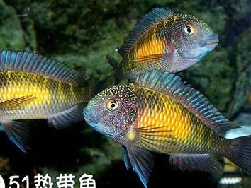 了解黑背蝴蝶鱼的饲养方法（打造专业水族箱）