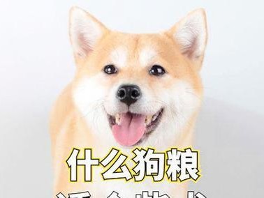 柴犬的日常饮食需求与养育成本探析（以柴犬为例，教你如何科学合理地喂养宠物狗狗）